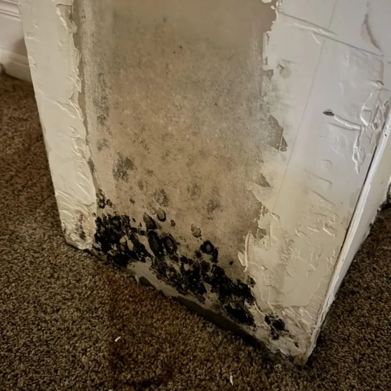 Professional Mold Removal in Harrisburg, OR